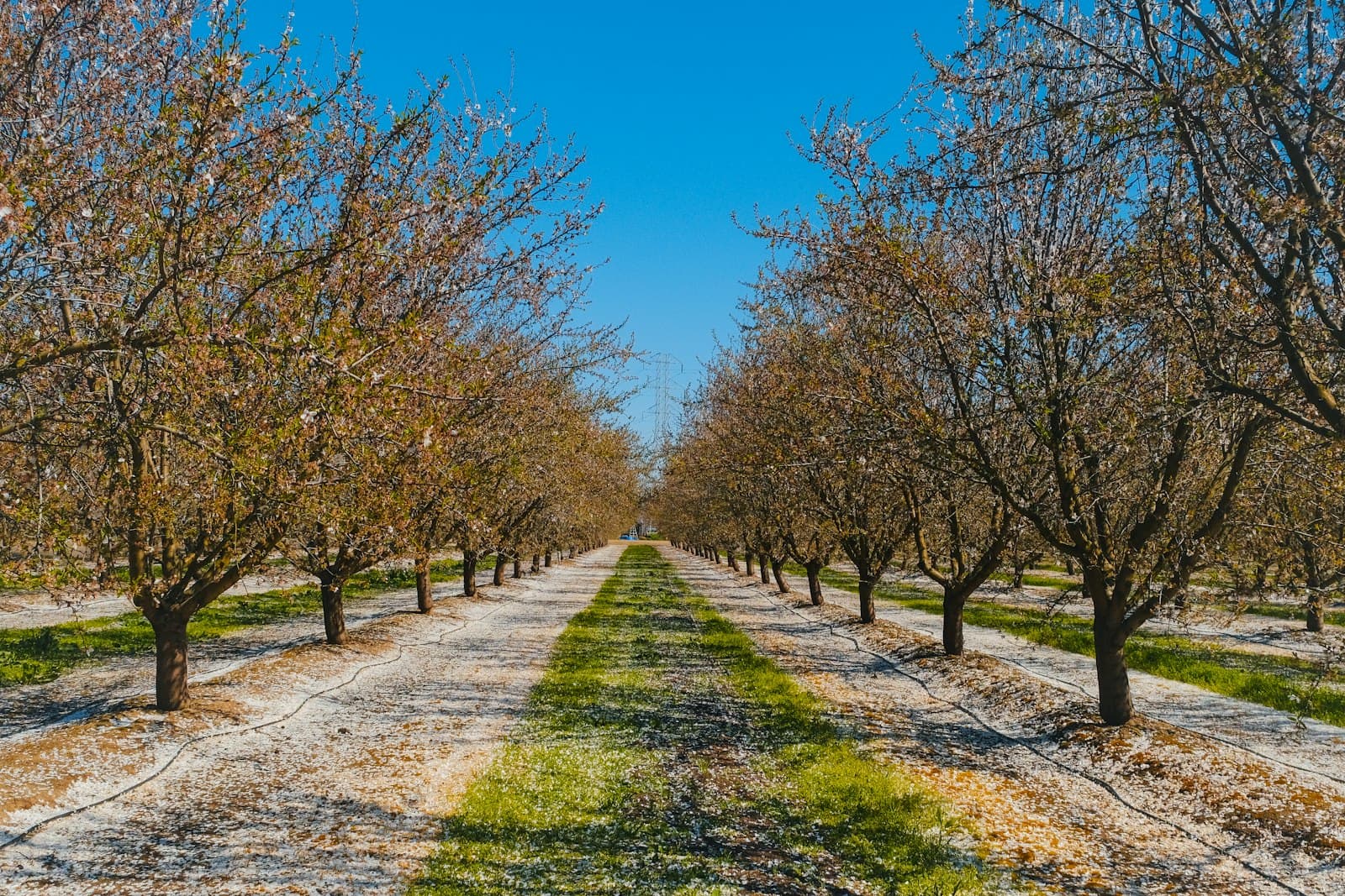 Rows of almond trees with drip irrigation lines and fallen blossoms