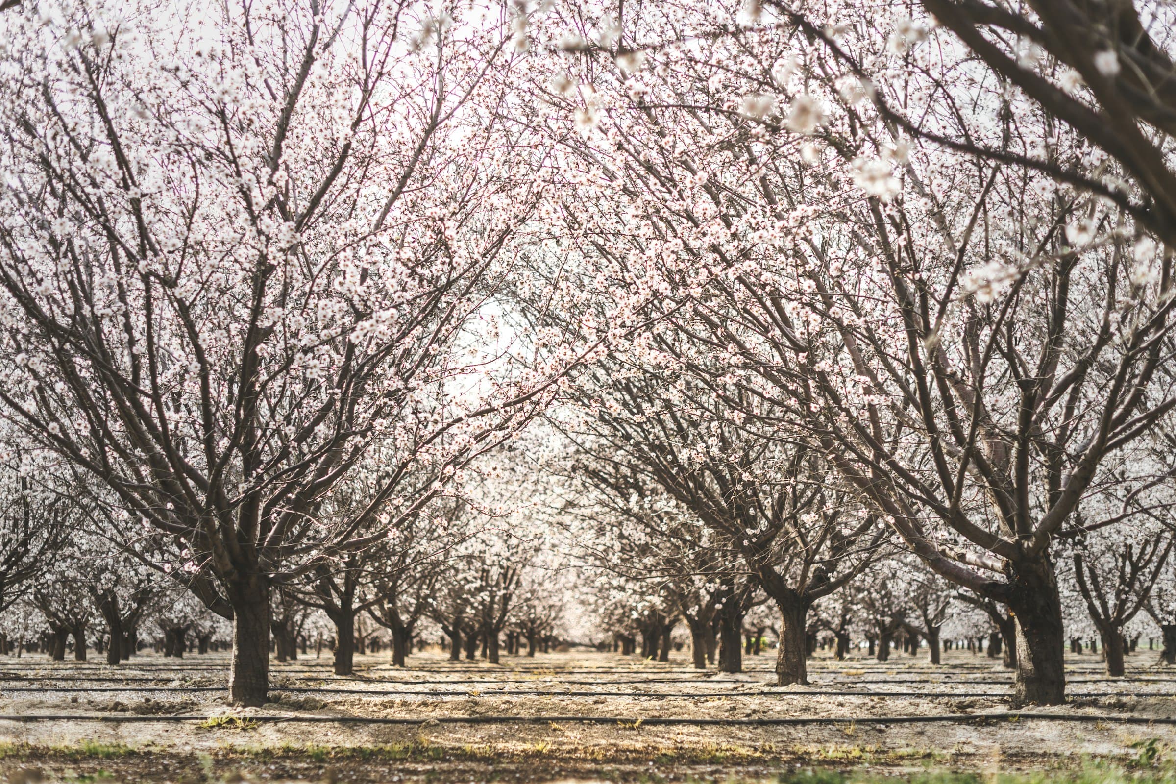 Rows of almond trees in bloom in a California orchard