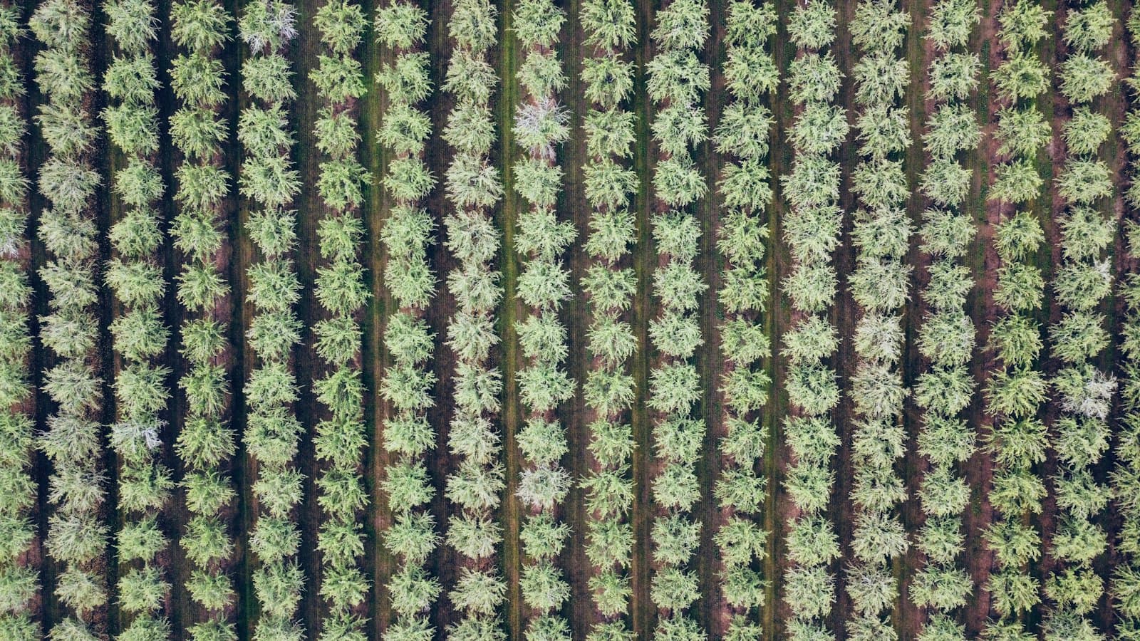 Aerial view of orchard trees planted in a precise grid