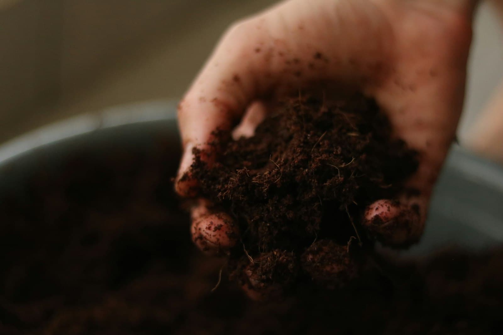 Hands holding a handful of rich, dark soil